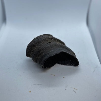 Air Dried Buffalo Horn